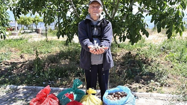 Çiftçinin cevizi çürümekten kurtuldu