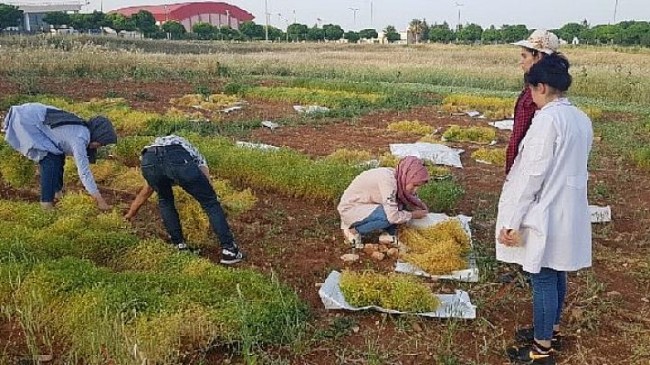 Harran Üniversitesi, Tarımda Yeniliklerin Öncüsü Olmaya Devam Ediyor