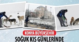 Konya Büyükşehir Soğuk Kış Günlerinde Sahipsiz Hayvanların Yanında