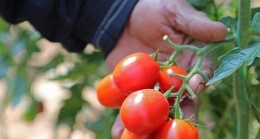 Büyükşehir domates güvesine ‘ışık tuzak’ kurdu