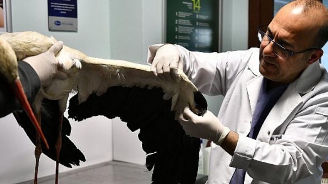 Yaralı leyleğe dünyanın ilk hayvan hastanesinde tedavi