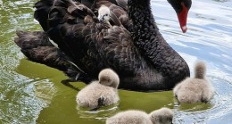 Çankaya’nın Bebek Kuğuları Suyla Buluştu