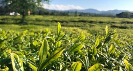 Lipton Doğu Karadeniz’de Çay Hasadına Başladı