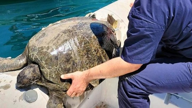 Kemer Belediyesi’nden Yaralı Deniz Kaplumbağasına İlk Müdahele