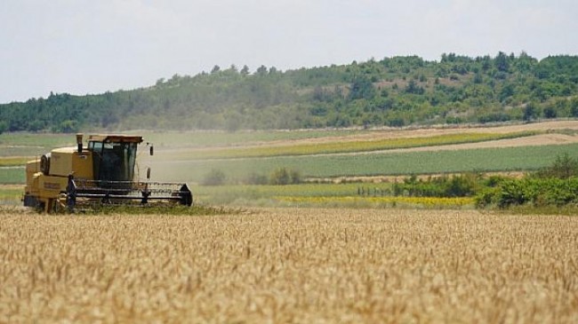 Başkan Gerenli’den buğday hasadı!  “40 ton buğday halk için un olacak!”