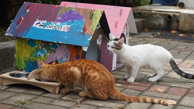 Çocuklar Karaca’nın Kedi Evlerini Patili Dostları için Renklendirdi