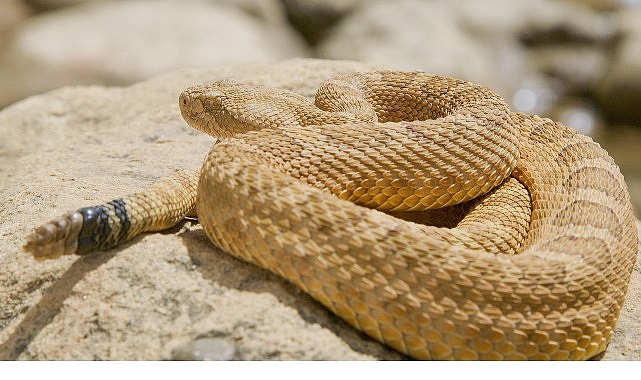 ‘Sürüngenler Gezegeni’, 12 Ekim Pazar 20.00’de National Geographic WILD Ekranlarında!