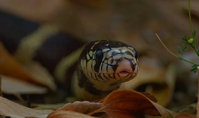 3 Bölümden Oluşan ‘Yılanların Gizli Dünyası’,   1 Mart Pazar 20.00’de   National Geographic WILD Ekranlarında!