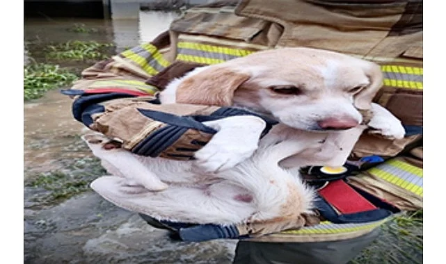 İzmir İtfaiyesi tüm canlıların imdadına yetişiyor
