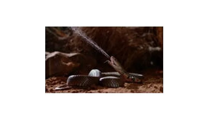 ‘Zehir Dosyaları: Yılan Isırığının Anatomisi’,   29 Mart Pazar 20.00’de   National Geographic WILD Ekranlarında!