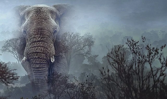 Hayalet Filler’,   11 Mart Çarşamba 20.00’de   National Geographic WILD Ekranlarında!