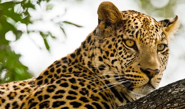 ‘Kalahari: Afrika’nın Gizli Çölü’,   19 Nisan Pazar 20.00’de   National Geographic WILD Ekranlarında İzleyicilerle Buluşuyor!