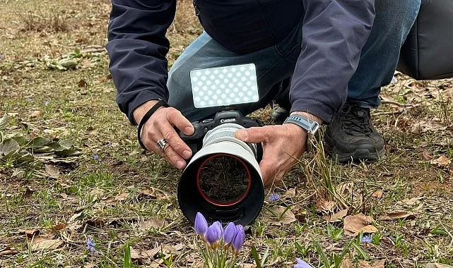 Keltepe Çiğdemi büyüledi