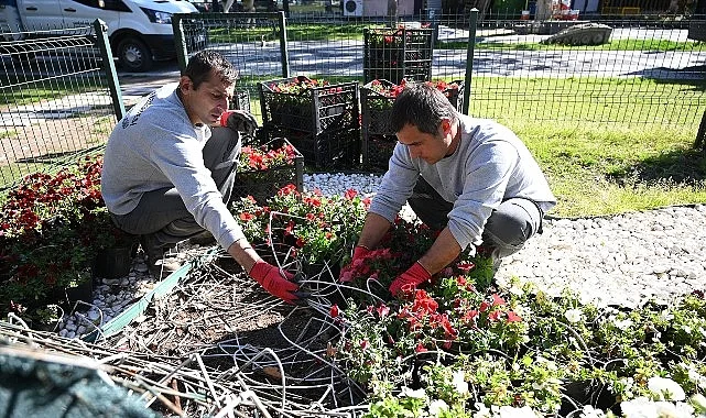 Kemer yaz sezonuna hazırlanıyor: İlçe petunyalarla süsleniyor