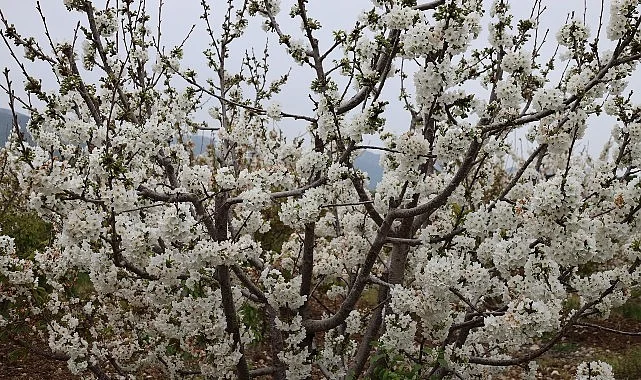 Kiraz hasreti bu sene bitiyor