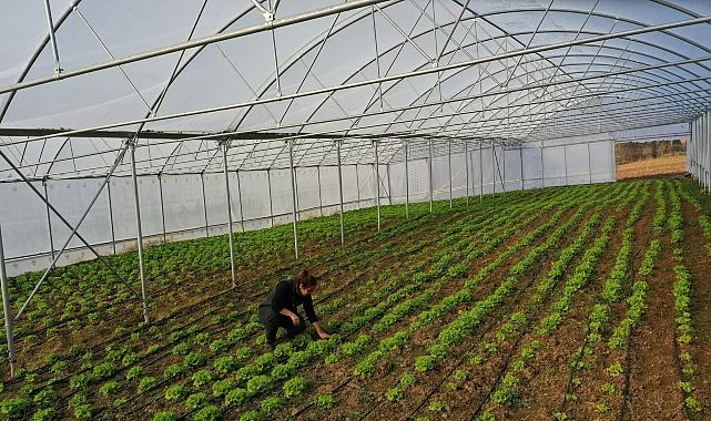 Kocaeli’de seracılık, Büyükşehir’le yaygınlaşıyor