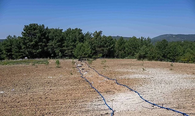 Bornova’da atıl topraklar hayat buluyor