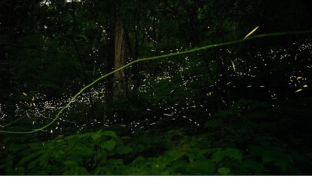 ‘Doğanın Işıltısı’,   7 Haziran Pazar Saat 20.00’de  National Geographic WILD Ekranlarında İzleyicilerle Buluşuyor!