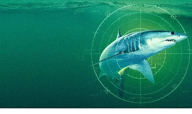 ‘Dünyanın En Büyük Mako Köpekbalığı’,   19 Temmuz Pazar Saat 20.00’de  National Geographic WILD Ekranlarında!