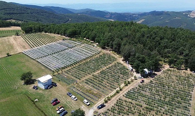 İznik’te Maviyemiş Hasadı Başladı