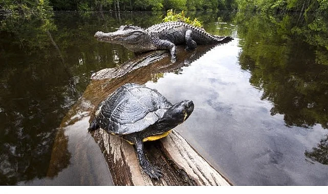 ‘Amerika’nın Amazonu’,   29 Ağustos Cumartesi Saat 20.00’de  National Geographic WILD’da!
