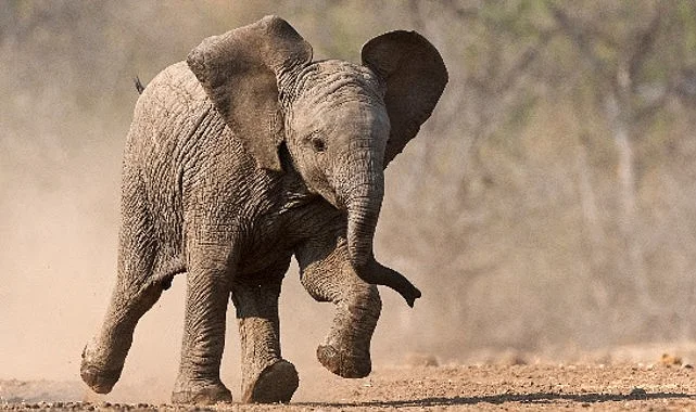 ‘Küçük Devler’,   23 Ağustos Pazar Saat 20.00’de  National Geographic WILD Ekranlarında!