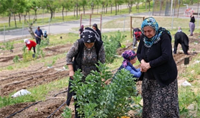 Mahalle Bostanları büyüyor