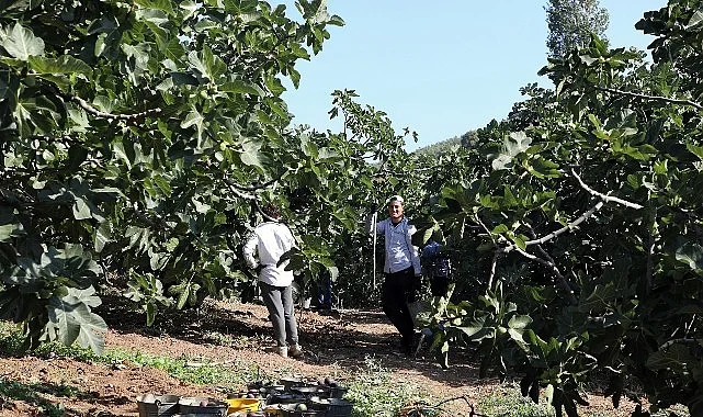 Mudanya’da İncir Hasadı Sürüyor
