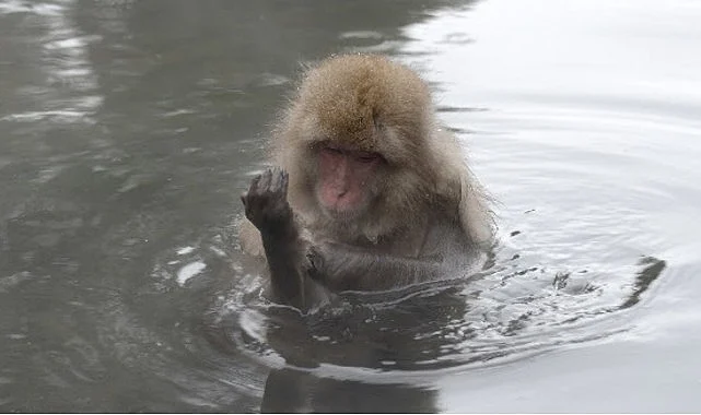 ‘Japonya’nın Vahşi Dünyası’,   8 Eylül Salı Saat 20.00’de İki Bölüm Art Arda National Geographic WILD Ekranlarında!